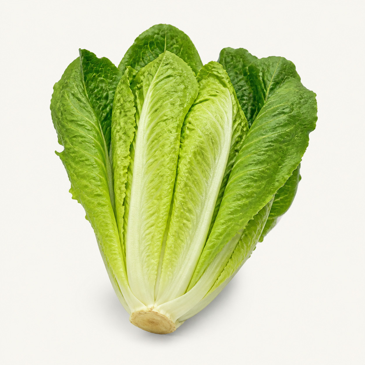 Lechuga romana primera