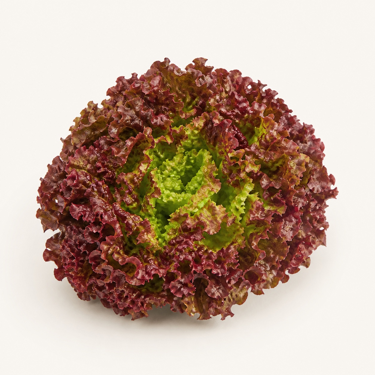 Lechuga sangría