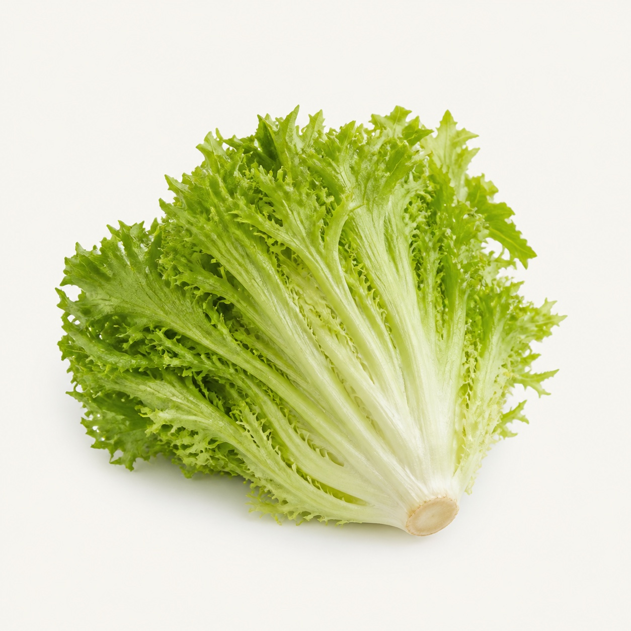 Lechuga italiana