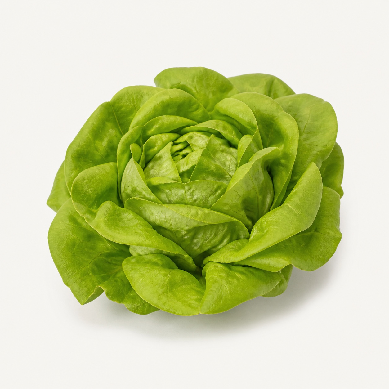 Lechuga francesa