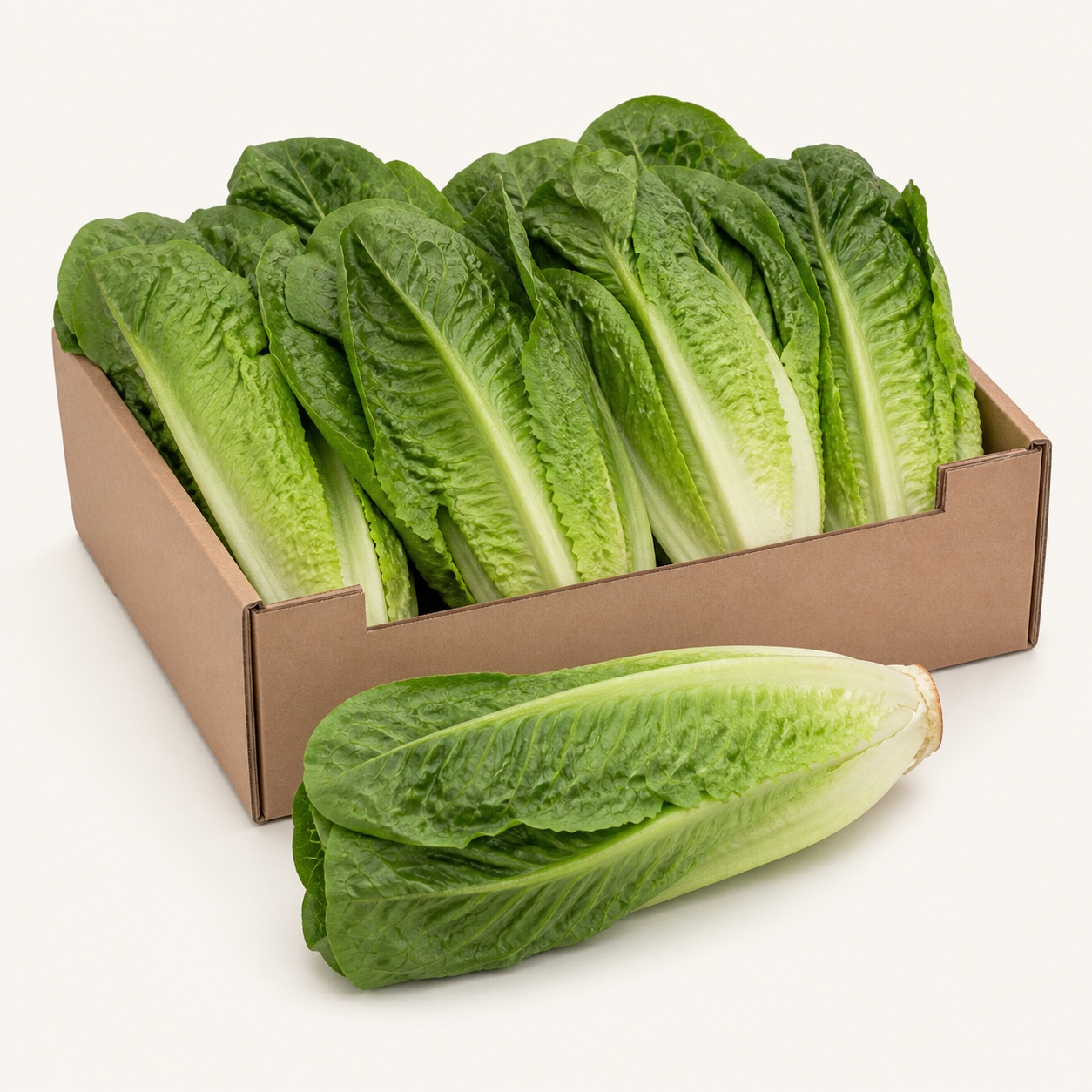 Lechuga larga u orejona americana · caja