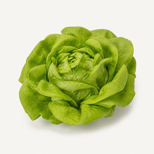Lechuga francesa